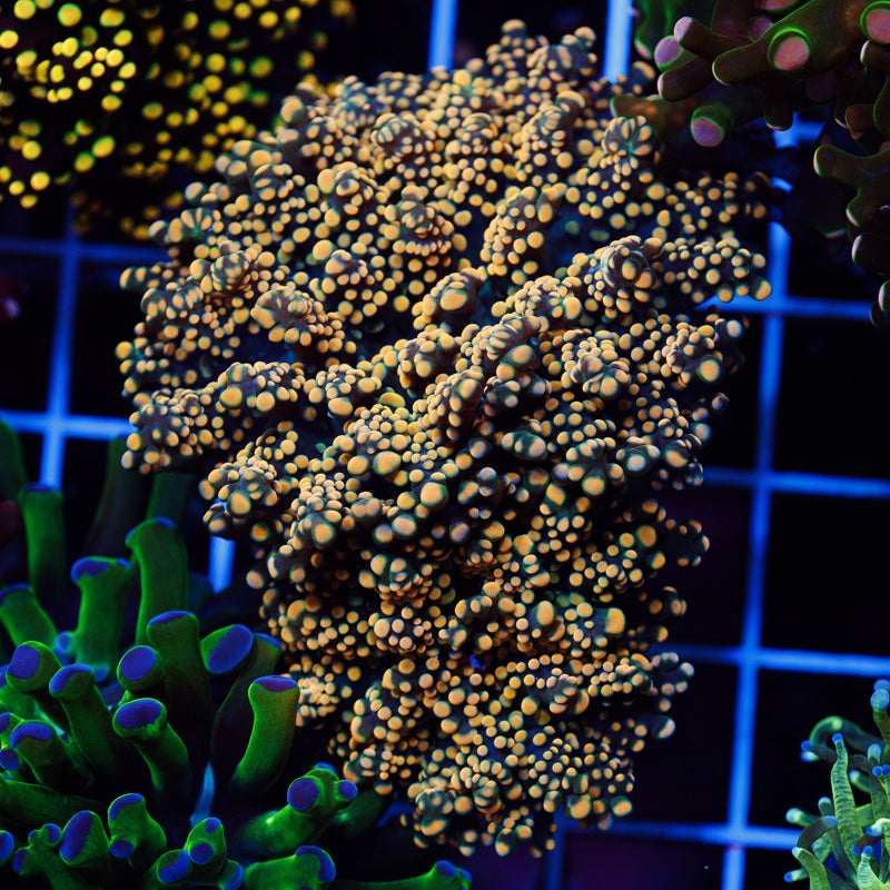 Orange Tip Octospawn