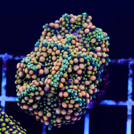 Florida Ricordea #10