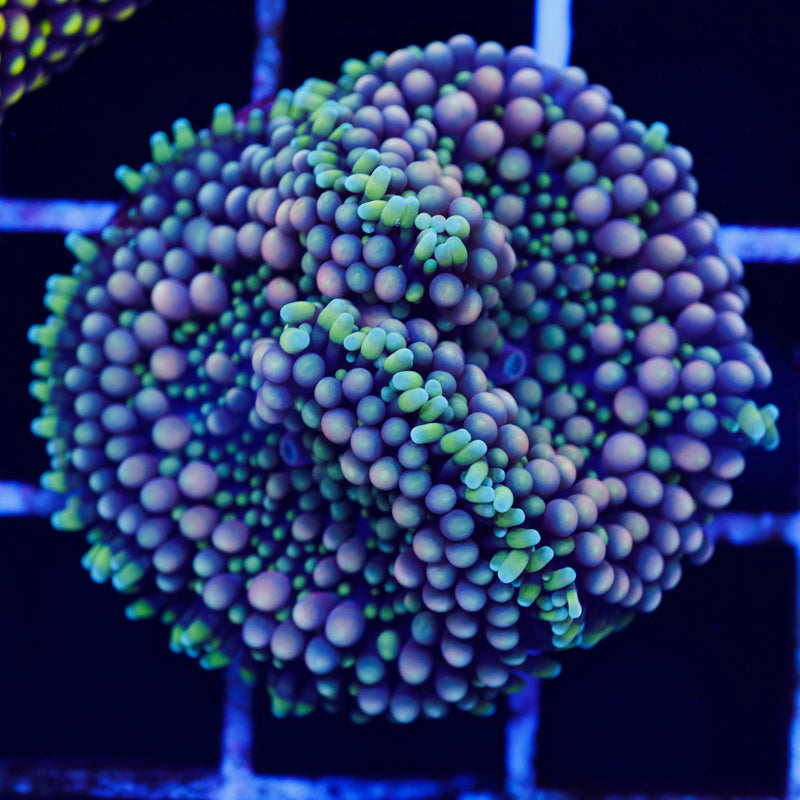 Florida Ricordea #12