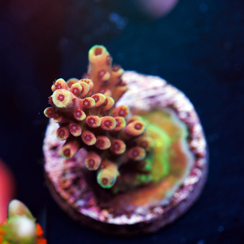 RRC Pink Cadillac #1