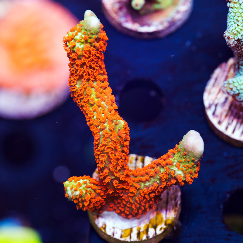 Forest Fire Digitata #1