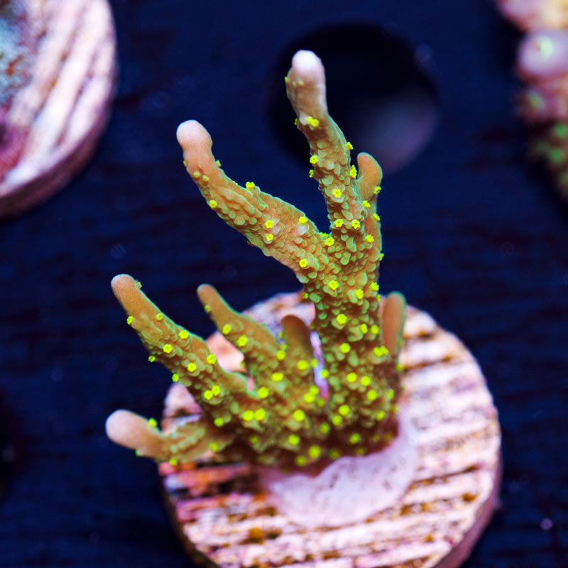 JF Greenlight Montipora Hirsuta