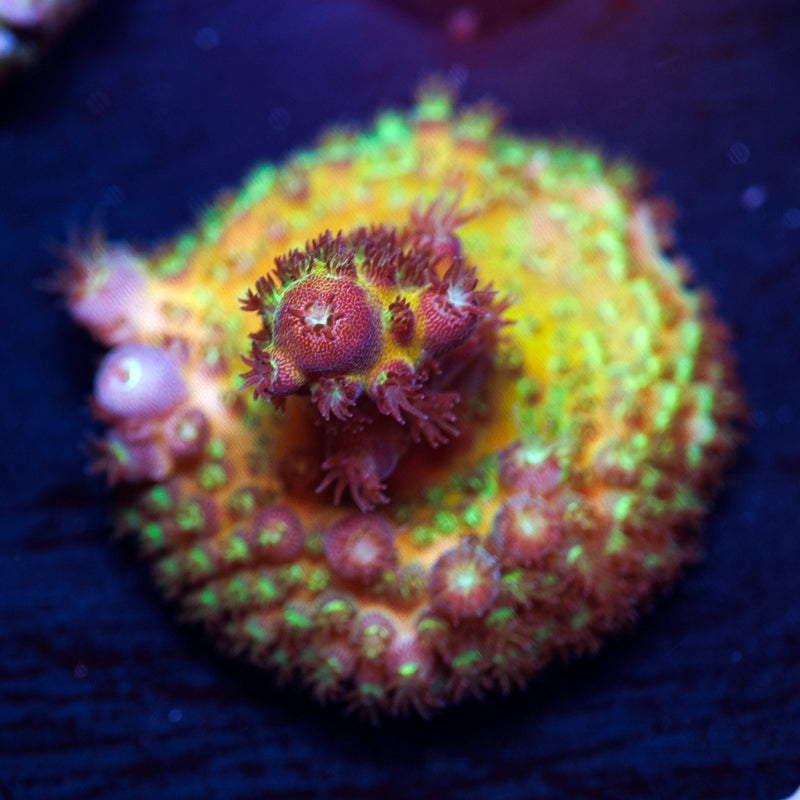 ORA Juicy Grape Humulis