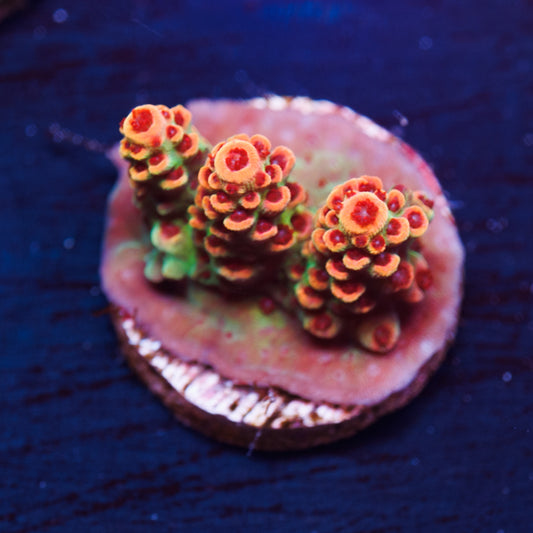 TSA Princess Peach #1