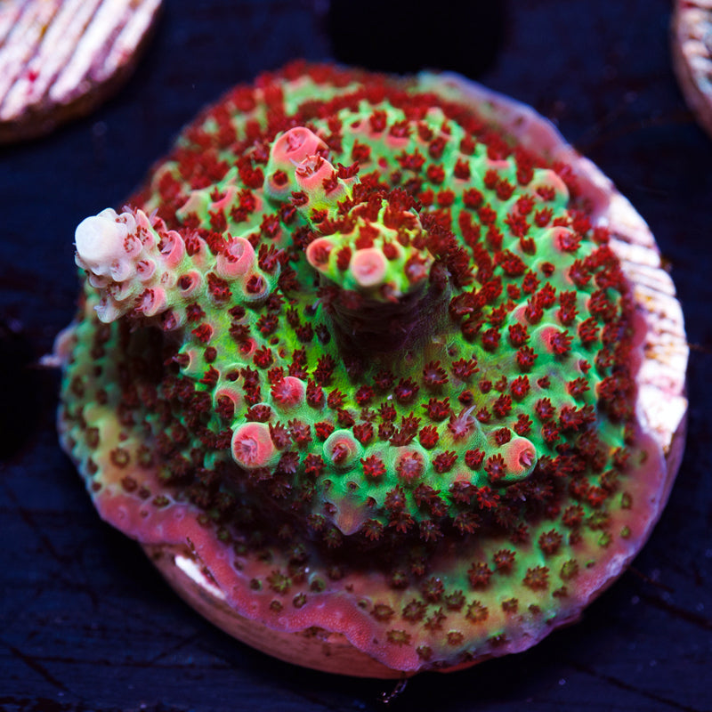 TSA Princess Peach #2