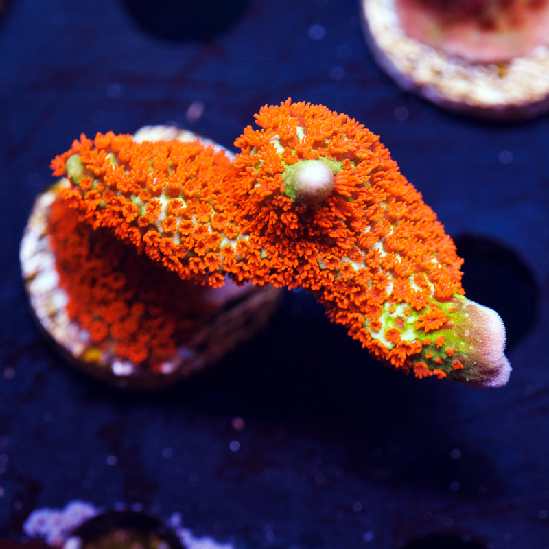 Forest Fire Digitata #2