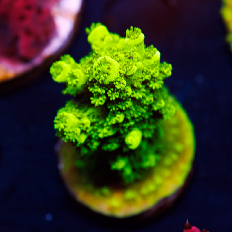 OG Green Bali Slimer