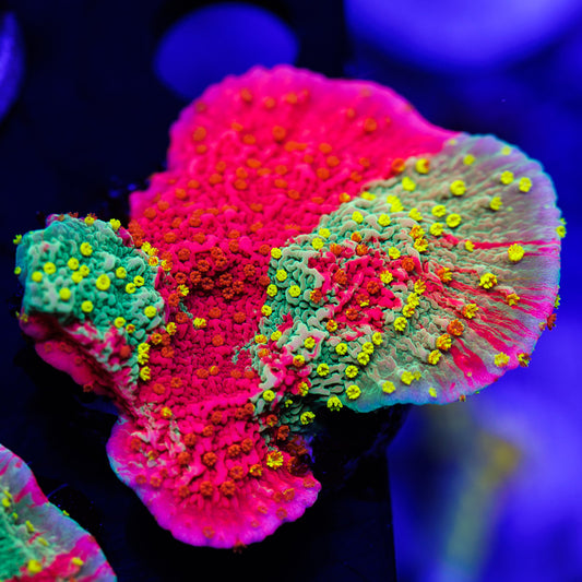 WWC Grafted Sunfire Cap #1