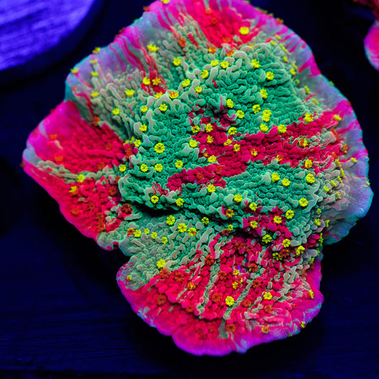 WWC Grafted Sunfire Cap #2