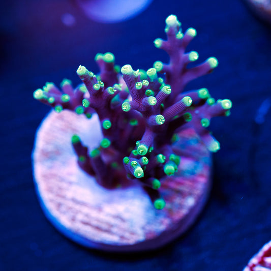 CC Needle in a Haystack #2