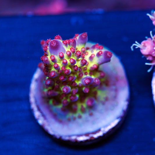 Sanjay's Red Photon #1