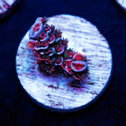 CC Pink Highlighter #1