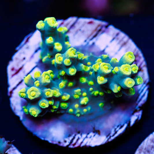 CC Retina Blaster Suharsoni