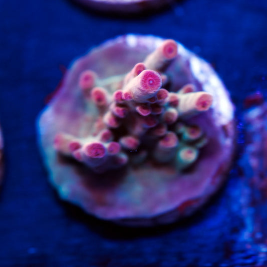 RRC Rainbow Twizzler