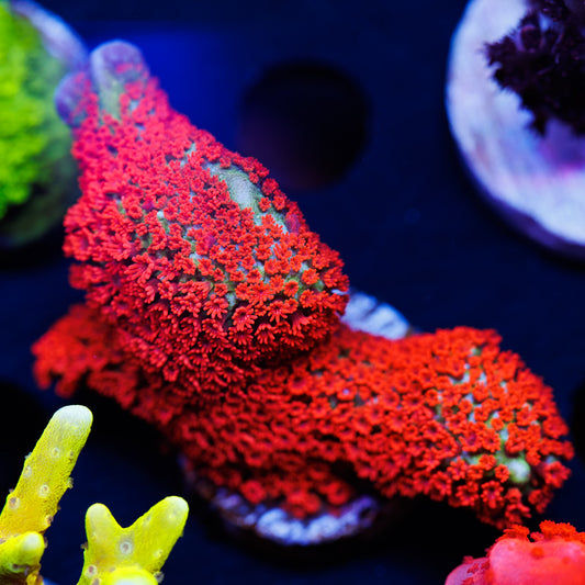 Forest Fire Digitata #2