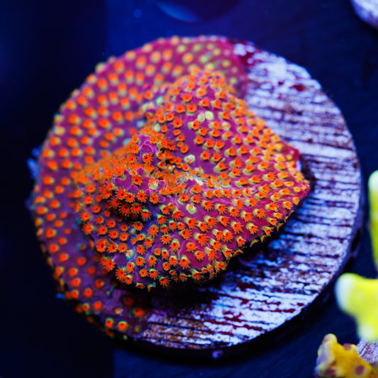 WWC Looney Tunes Stylo