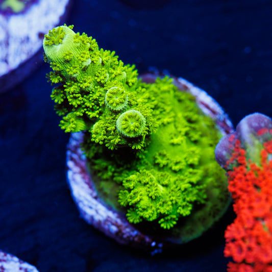 OG Green Bali Slimer