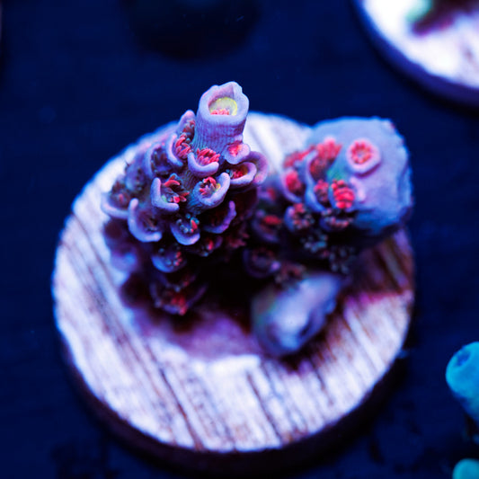 CC Pink Highlighter #2