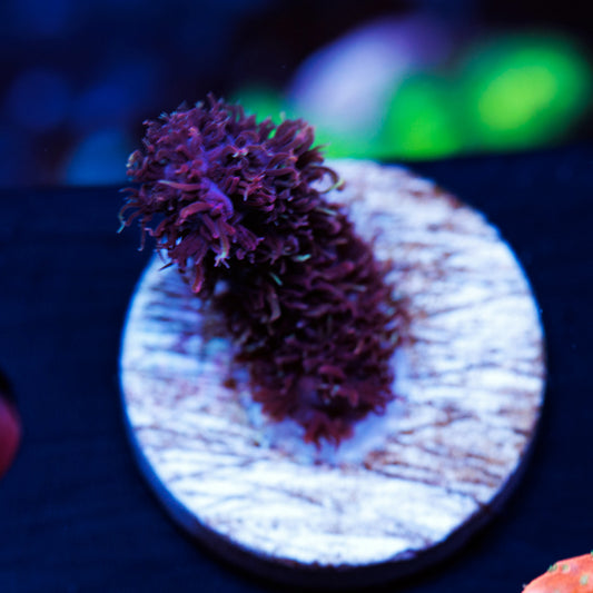 CC Heaven and Hell Milli #2