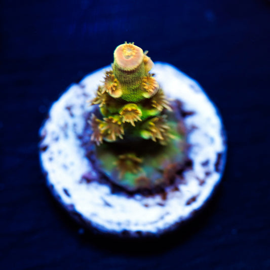 BigR Walt Disney Tenuis