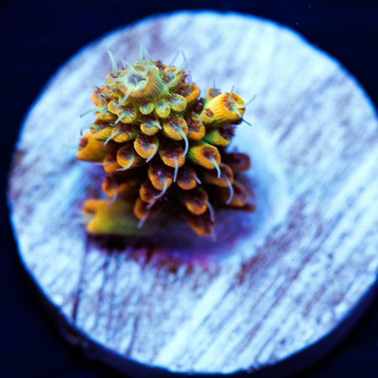 Tyree Pink Lemonade #2