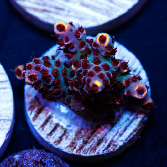 WWC Super Red Polyp Clathrata #2