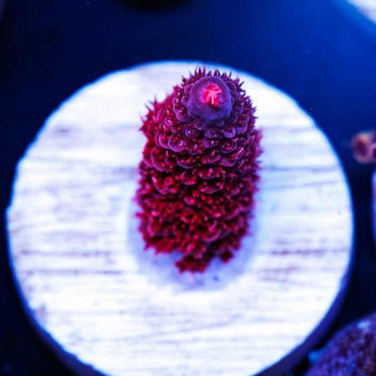 TGC Red Wing Milli #2