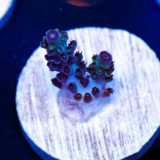 BC Pearly Cadaver #2