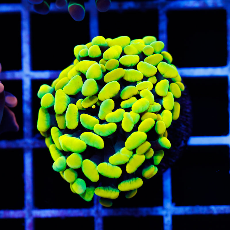 CC Lemon Drop Hammer