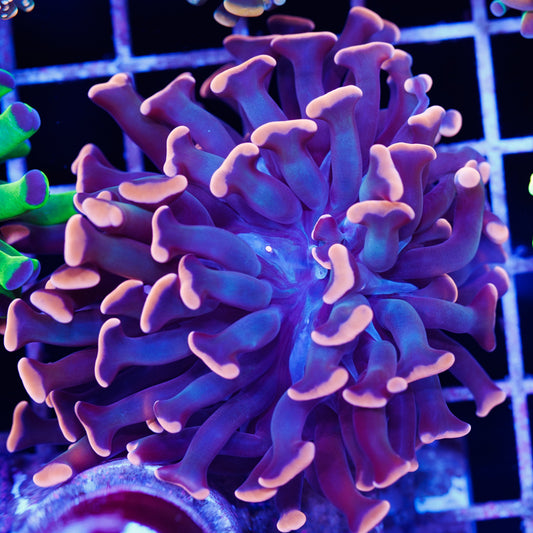 CC Ultimate Orange Hammer