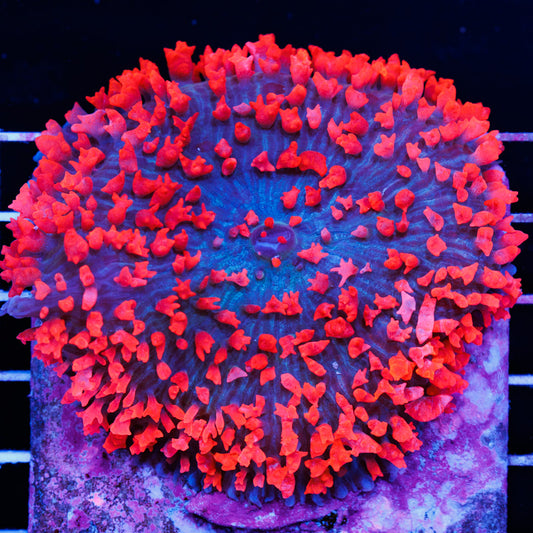 XXL Red St Thomas Mushroom