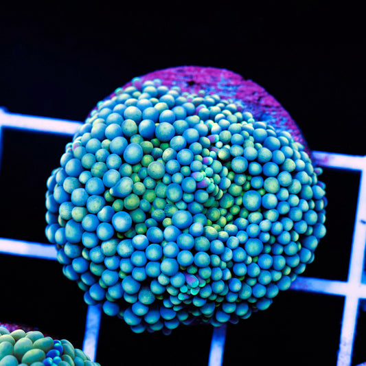 Florida Ricordea #10