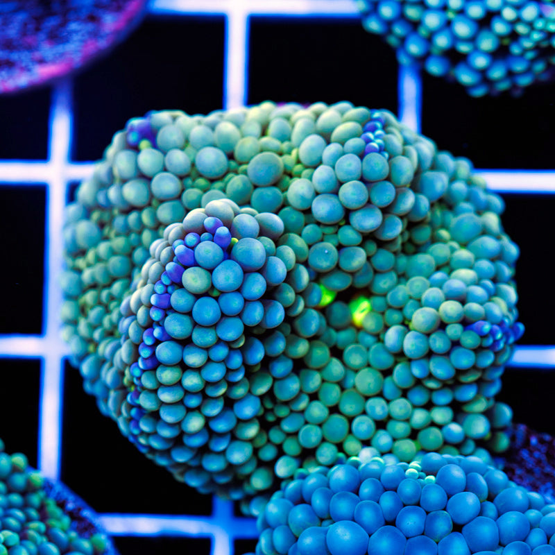 Florida Ricordea #11