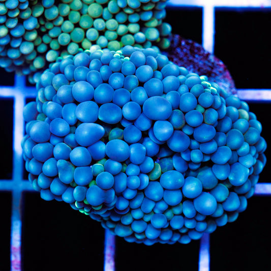 Florida Ricordea #12