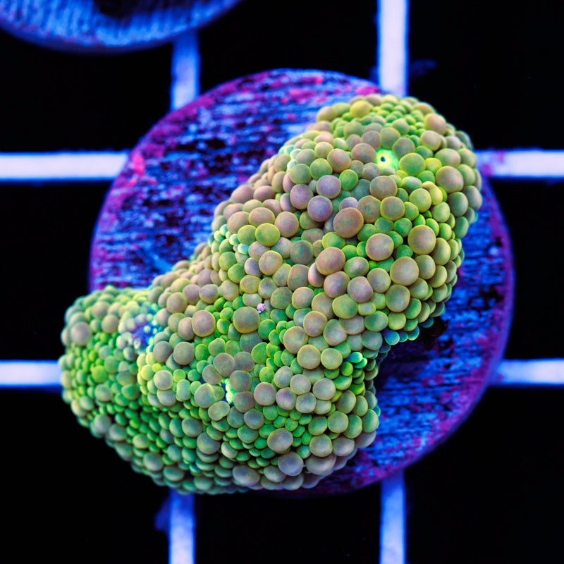 Florida Ricordea #13