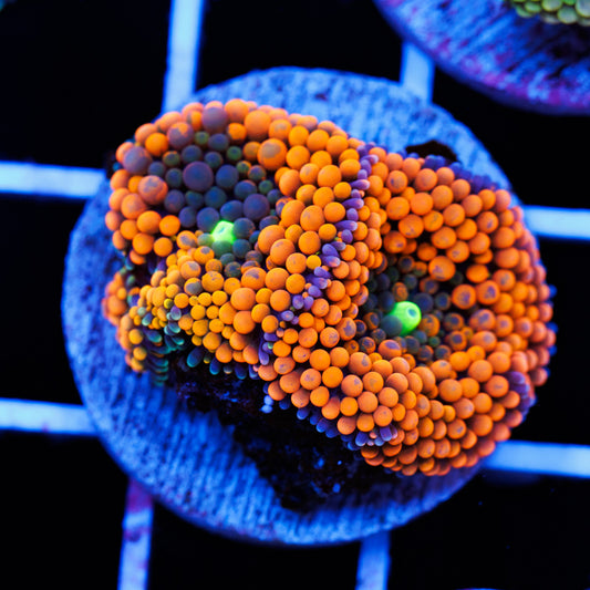 Florida Ricordea #14