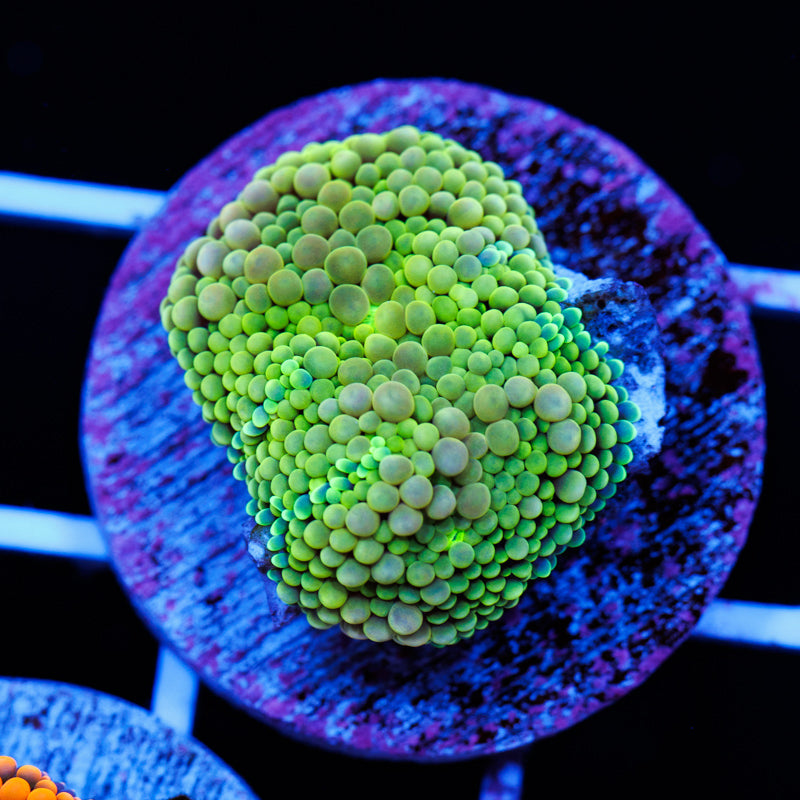 Florida Ricordea #15