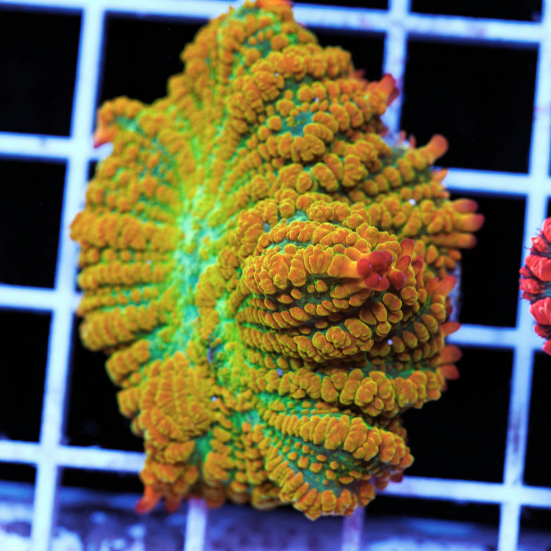 Tequila Sunrise Mushroom