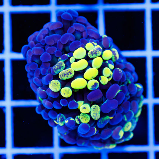 CC Lemon Drop Splatter