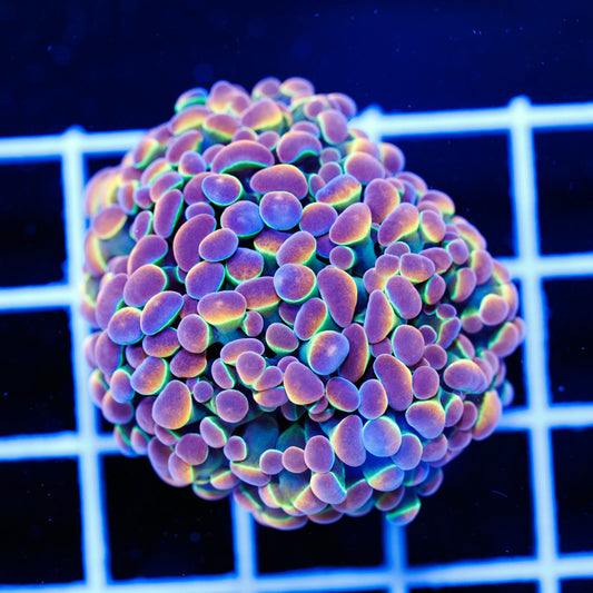 POTO Holy Rainbow Hammer