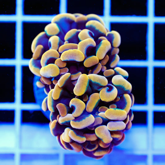 CC Golden Rainbow Hammer