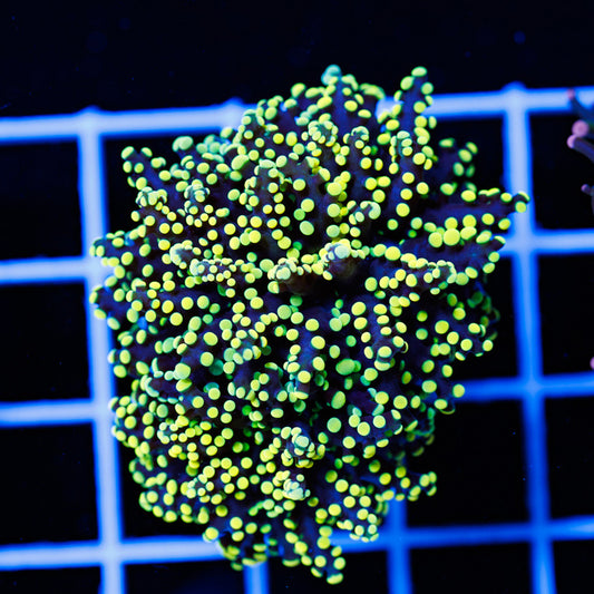 Lemon Lime Octospawn