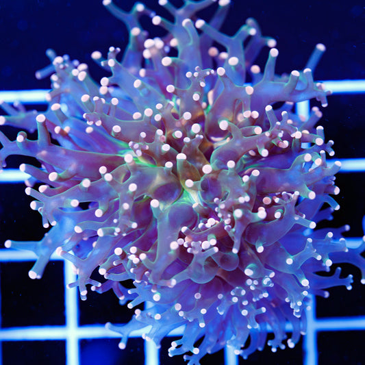 Tri-color Indo Frogspawn