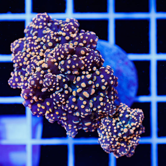 Orange Tip Octospawn