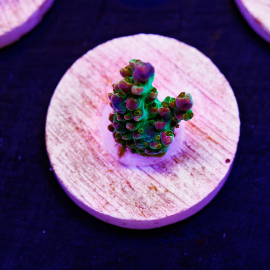 BC Bubblebath Unicorn