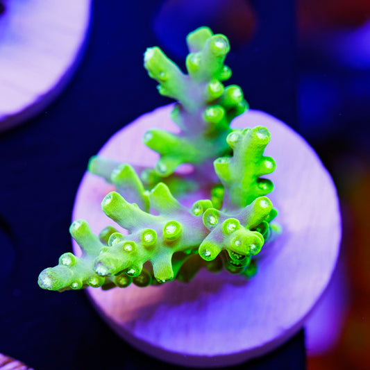 CC Retina Blaster Suharsoni