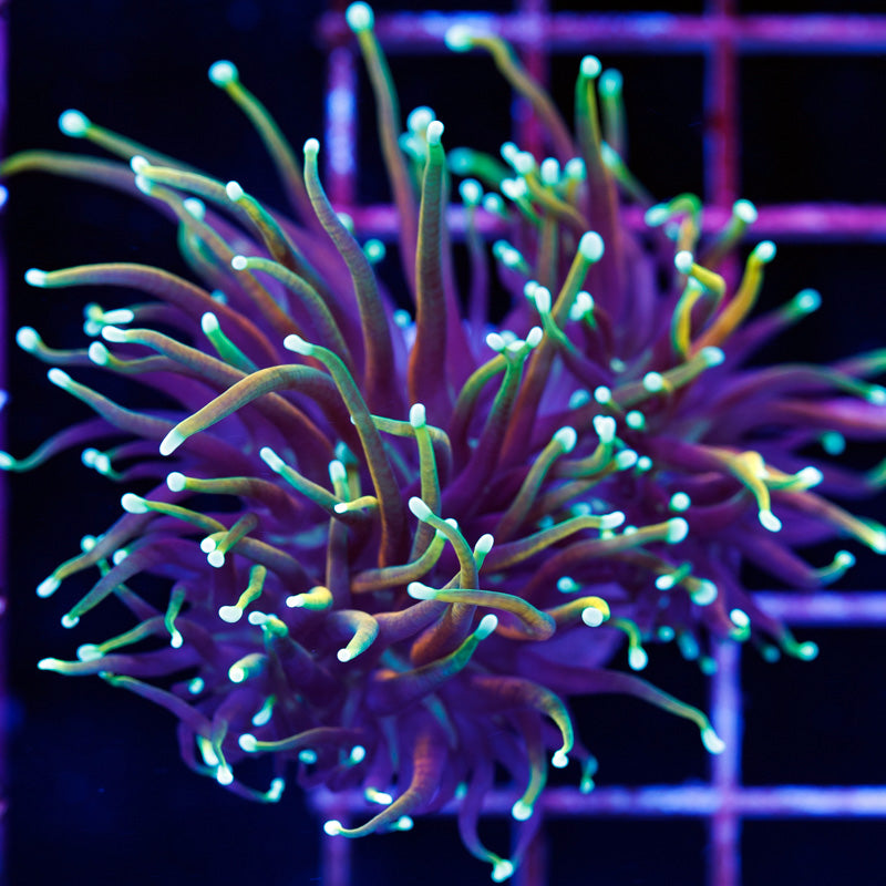 CC 21 Tails Torch