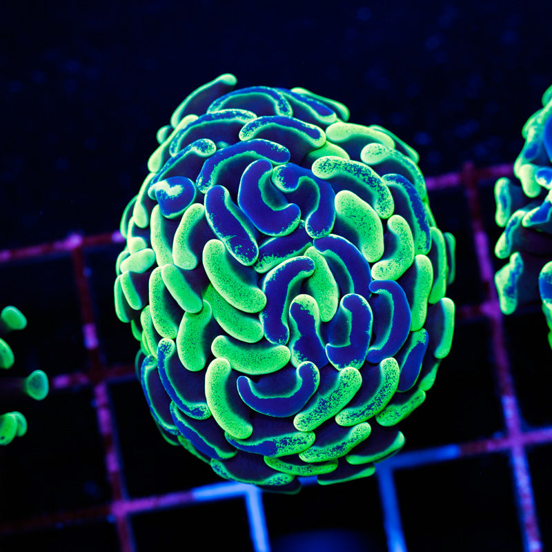 Aussie Green Splatter Hammer #1