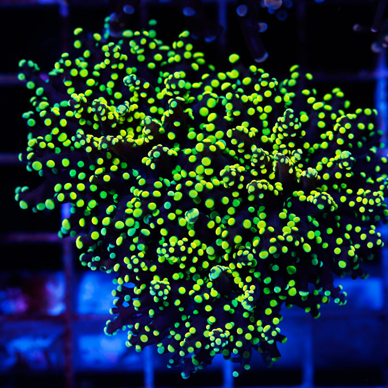 Lemon Lime Octospawn