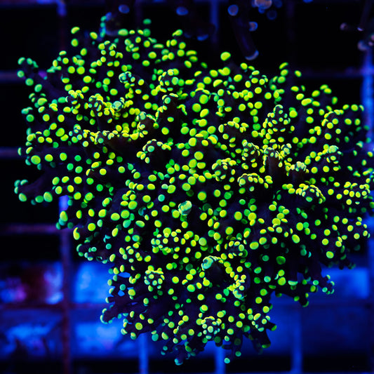 Lemon Lime Octospawn